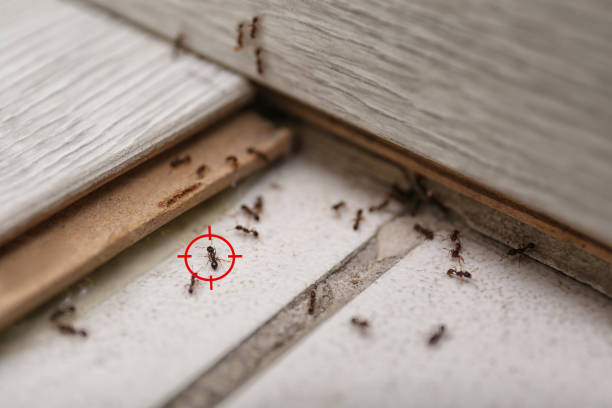 Best Spider Control Near Me  in Riverview, MI